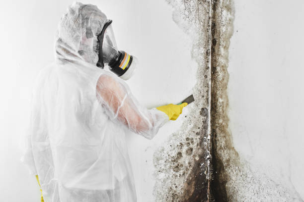 Best Mold Inspection  in Glasgow, VA