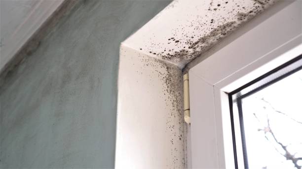 Mold Removal and Inspection in Glasgow, VA