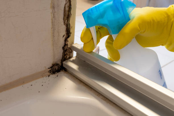 Best Professional Mold Removal  in Glasgow, VA