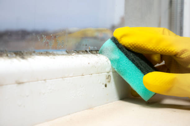 Best Same-Day Mold Removal  in Glasgow, VA