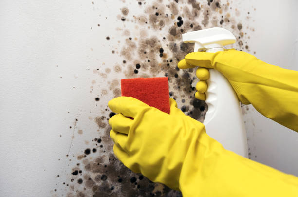 Best Commercial Mold Removal  in Glasgow, VA