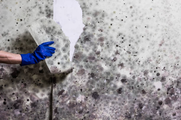 Best Affordable Mold Removal  in Glasgow, VA
